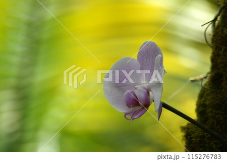 鳥取 四季の散歩 春 花 花回廊 鳥取 四季の散歩 春 花 花回廊 115276783