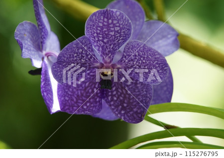 鳥取 四季の散歩 春 花 花回廊 鳥取 四季の散歩 春 花 花回廊 115276795