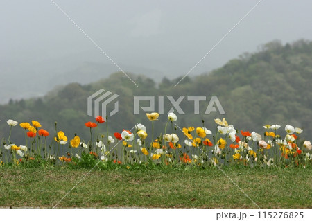 鳥取　四季の散歩　春　花   花回廊 115276825