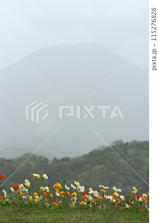 鳥取 四季の散歩 春 花 花回廊 鳥取 四季の散歩 春 花 花回廊 115276826