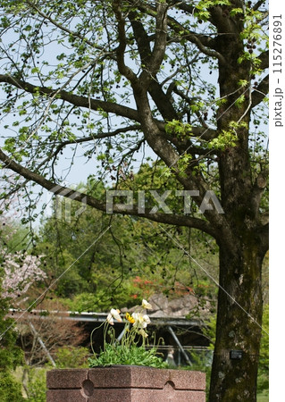 鳥取　四季の散歩　春　花   花回廊 115276891
