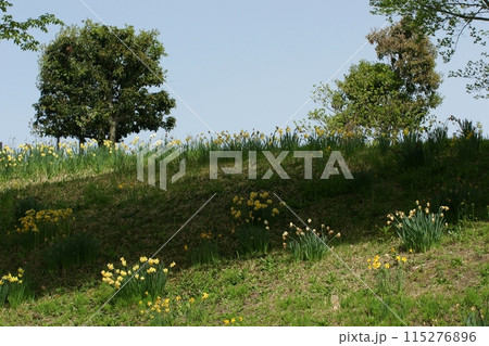 鳥取　四季の散歩　春　花   花回廊 115276896