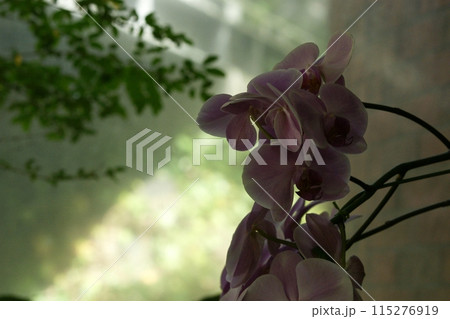 鳥取　四季の散歩　春　花   花回廊 115276919