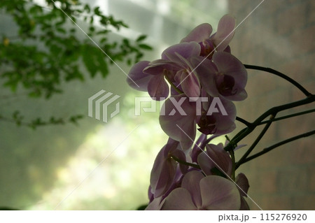 鳥取　四季の散歩　春　花   花回廊 115276920