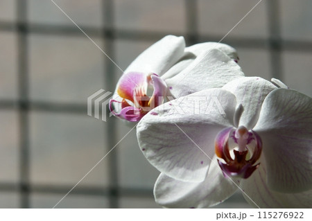 鳥取　四季の散歩　春　花   花回廊 115276922