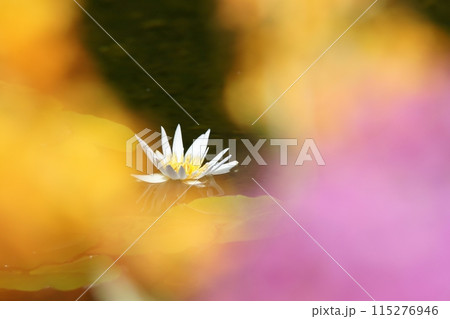 鳥取 四季の散歩 春 花 花回廊 鳥取 四季の散歩 春 花 花回廊 115276946