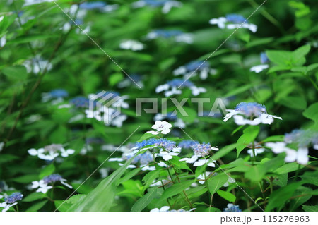 アマチャ 115276963