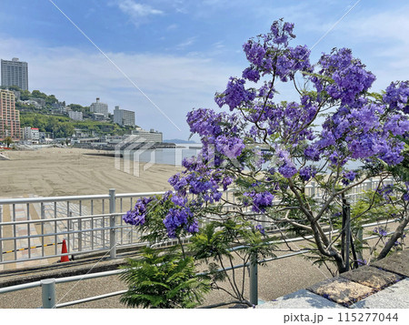 静岡県熱海市 ジャカランダと熱海の街並み 静岡県熱海市 ジャカランダと熱海の街並み 115277044