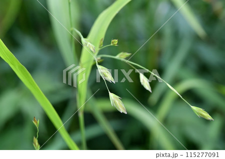 コバンソウの穂 115277091