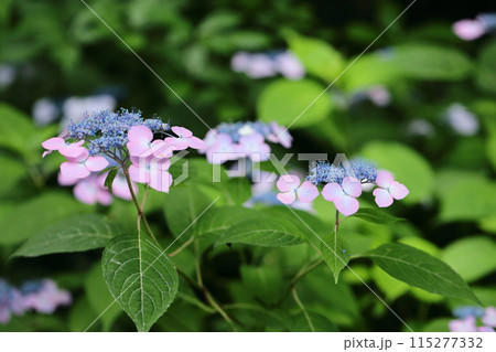 山紫陽花 115277332