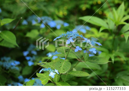 山紫陽花 115277333
