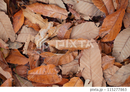 クヌギの落葉 115277863