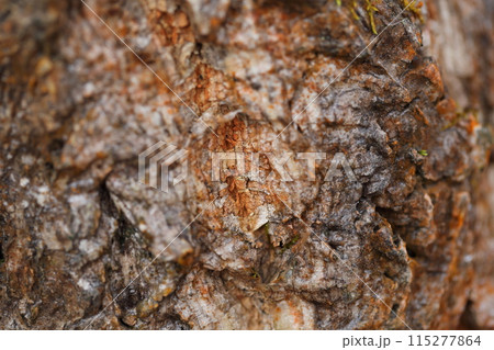 クヌギの樹皮 115277864
