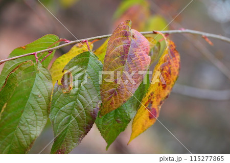 ヒマラヤザクラの紅葉 115277865