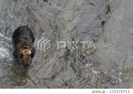 魚を探すヒグマ 115278711