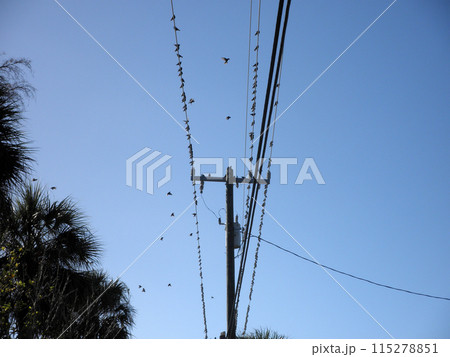 Many birds sit on wires 115278851