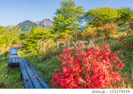 (山梨県)レンゲツツジと新緑が美しい、清里の美し森から望む八ヶ岳連峰 (山梨県)レンゲツツジと新緑が美しい、清里の美し森から望む八ヶ岳連峰 115279439