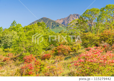 (山梨県)レンゲツツジと新緑が美しい、清里の美し森から望む八ヶ岳連峰 (山梨県)レンゲツツジと新緑が美しい、清里の美し森から望む八ヶ岳連峰 115279442