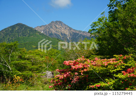 (山梨県)レンゲツツジと新緑が美しい、清里の美し森から望む八ヶ岳連峰 (山梨県)レンゲツツジと新緑が美しい、清里の美し森から望む八ヶ岳連峰 115279445