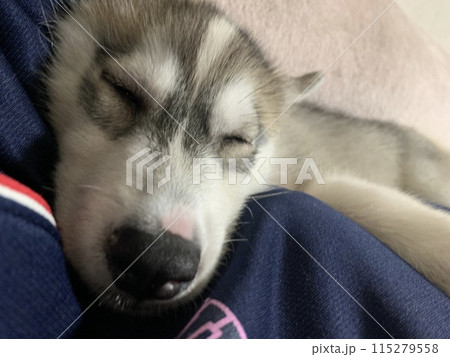 シベリアンハスキー 仔犬 子犬 しっぽのある天使 シベリアンハスキー 仔犬 子犬 しっぽのある天使 115279558