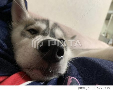 シベリアンハスキー 仔犬 子犬 しっぽのある天使 シベリアンハスキー 仔犬 子犬 しっぽのある天使 115279559