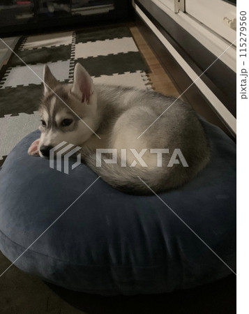 シベリアンハスキー　仔犬　子犬　しっぽのある天使 115279560