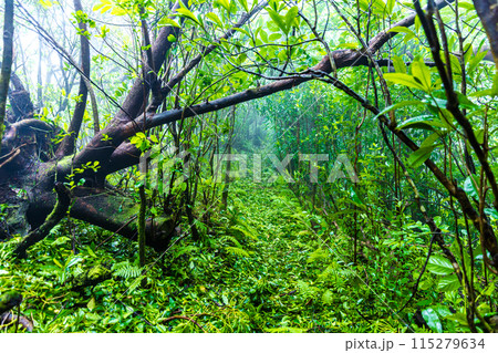 小笠原諸島・母島　乳房山の風景　 115279634