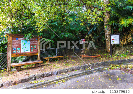 小笠原諸島・母島　乳房山の風景　 115279636