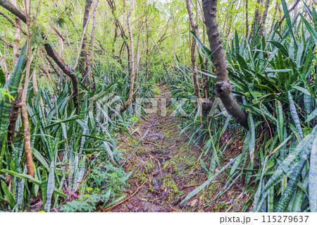 小笠原諸島・母島　乳房山の風景　 115279637