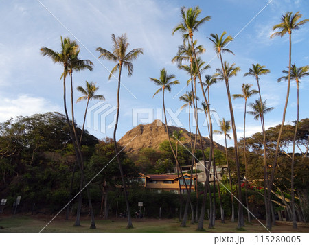 Tall Coconut trees at Leahi Beach Park Tall Coconut trees at Leahi Beach Park 115280005