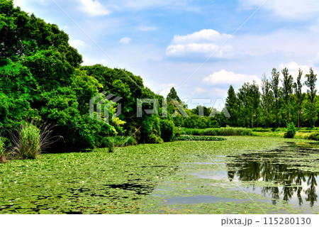 東京　都立水元公園のポプラ並木とスイレンの風景 115280130