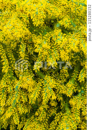 ミモザの花 115280152