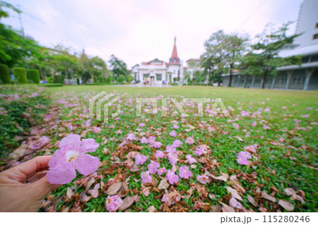 Thai Sakura in Phaya Thai Palace, Bangkok,Thailand 115280246