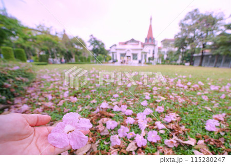 Thai Sakura in Phaya Thai Palace, Bangkok,Thailand 115280247