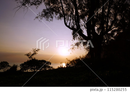 Early Morning Sunrise through the trees over an island and ocean 115280255