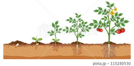 Tomato Plant Growth Stages 115280530