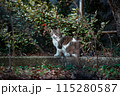 公園を歩く野良猫 115280587