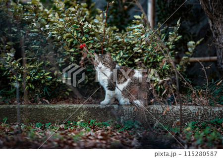 公園を歩く野良猫 115280587