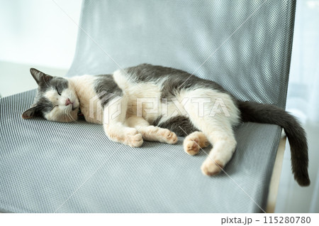 Cute cat sleeping on the chair. Cats are relatively low maintenance compared to dogs which need companionship, walking, training etc. 115280780