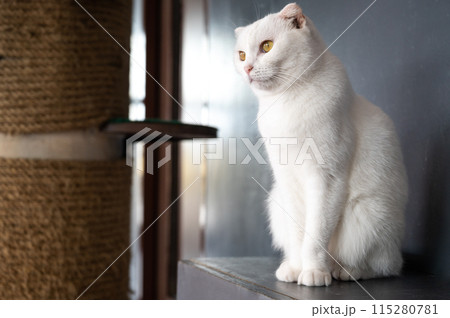 White Scottish Fold cat living in human home. The Scottish Fold is a rare feline breed. It originated when a naturally occuring mutant cat was born in Scotland. White Scottish Fold cat living in human home. The Scottish Fold is a rare feline breed. It originated when a naturally occuring mutant cat was born in Scotland. 115280781
