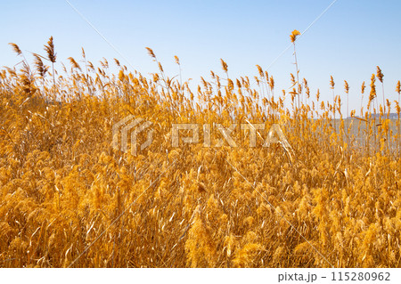 dry reeds in the field 115280962