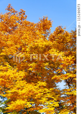 yellowing zelkova trees in autumn yellowing zelkova trees in autumn 115280973