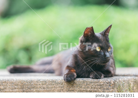 屋外で飼われている日本の猫 屋外で飼われている日本の猫 115281031