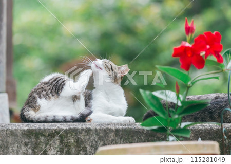 屋外で飼われている日本の猫 115281049