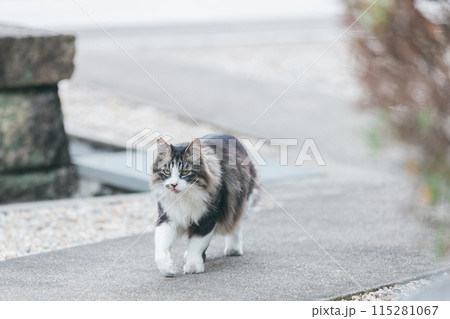 屋外で飼われている日本の猫 屋外で飼われている日本の猫 115281067