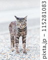 屋外で飼われている日本の猫 115281083
