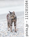屋外で飼われている日本の猫 115281084
