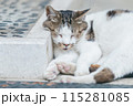 屋外で飼われている日本の猫 115281085