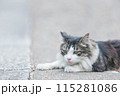 屋外で飼われている日本の猫 115281086