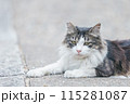 屋外で飼われている日本の猫 115281087